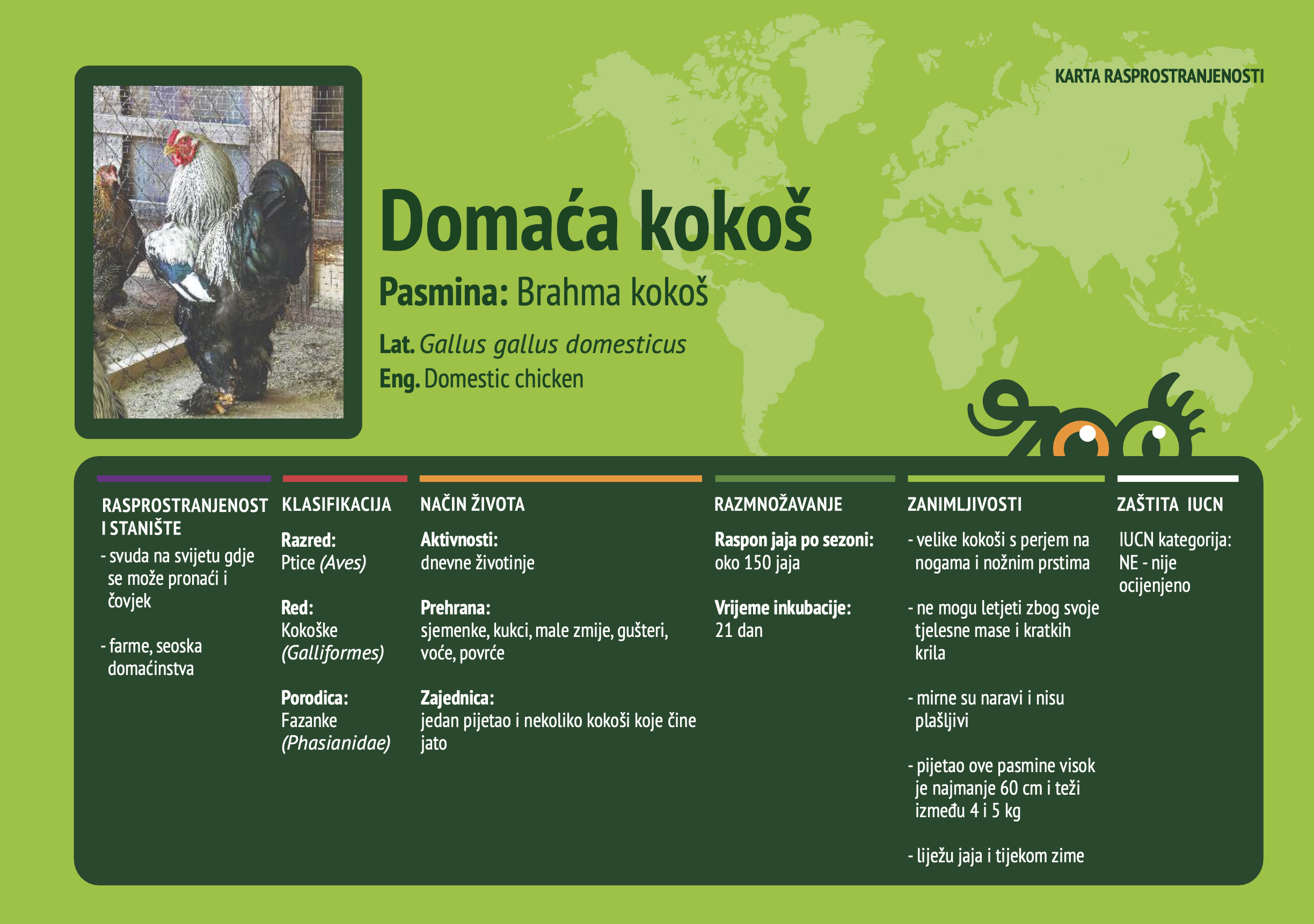 Domaća kokoš (gallus gallus domesticus)